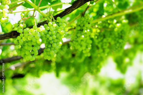 Weinreben am Weinstock