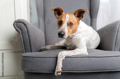Dog on the armchair