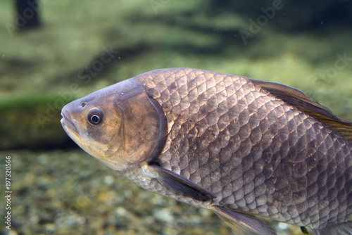 cyprinide fish / Japan River Fish