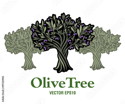 Olive Tree. Extra virgin olive oil symbol. Symbol of culture and Mediterranean food.