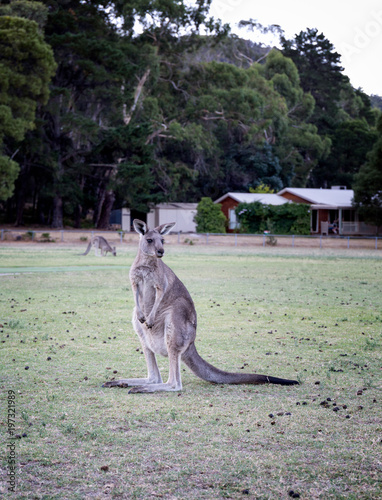 Juvenile kangaroo looking around in a park in halls gap Australia. photo