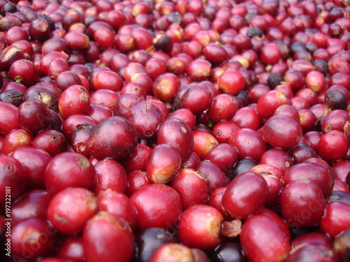Graines de café fraîches