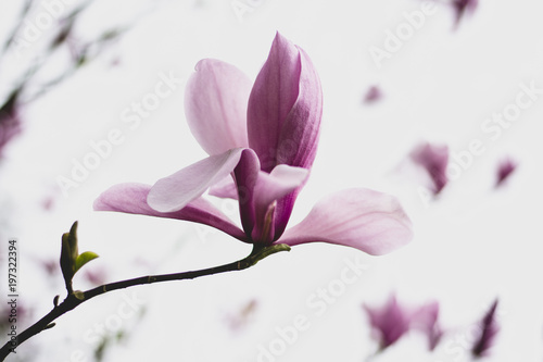 Spring magnolias, tree and flowers, in Cornwall, UK.