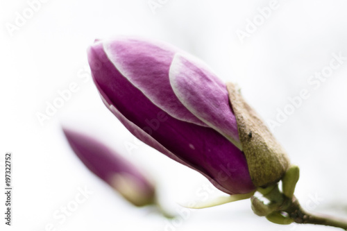 Spring magnolias, tree and flowers, in Cornwall, UK.