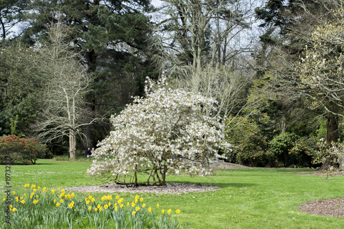 Spring magnolias, tree and flowers, in Cornwall, UK.