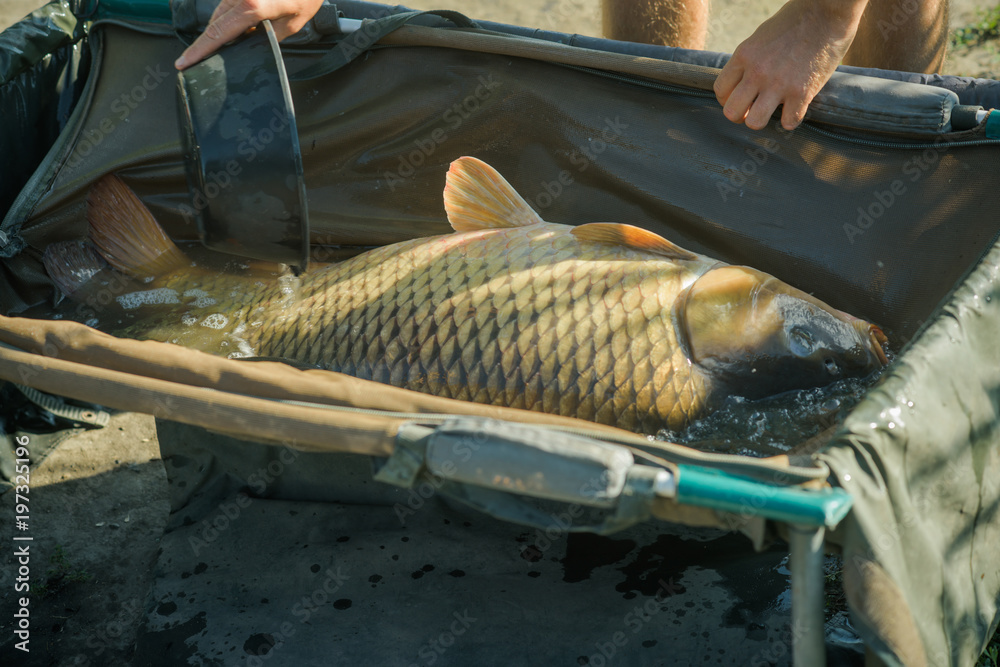 Carp with shining scales on sunny day, fishing Stock Photo