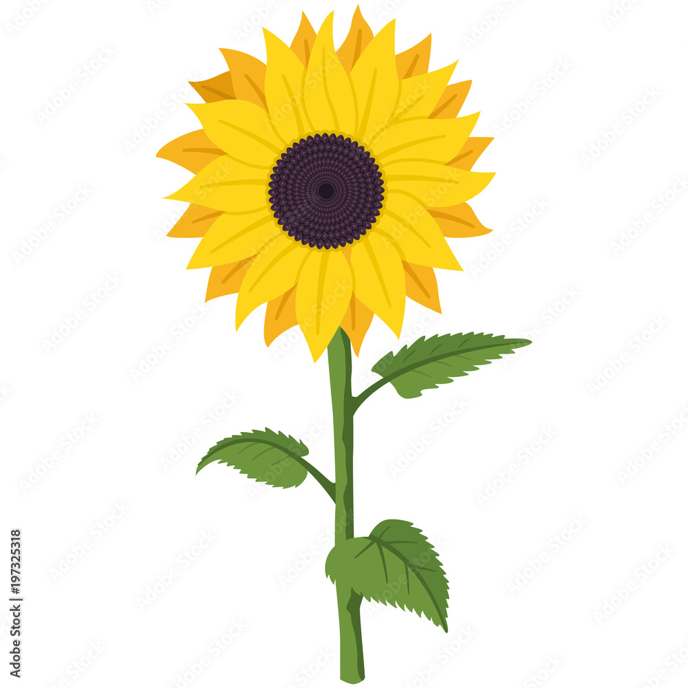 Sunflower vector cartoon flat illustration of a garden summer flower on a  stem with green leaves isolated on a white background. Stock Vector | Adobe  Stock