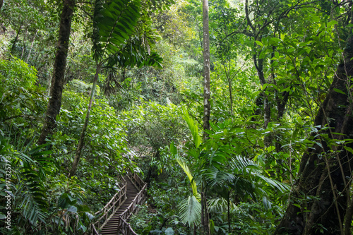 Wooden stairs ascending into the Costa Rican rainforest