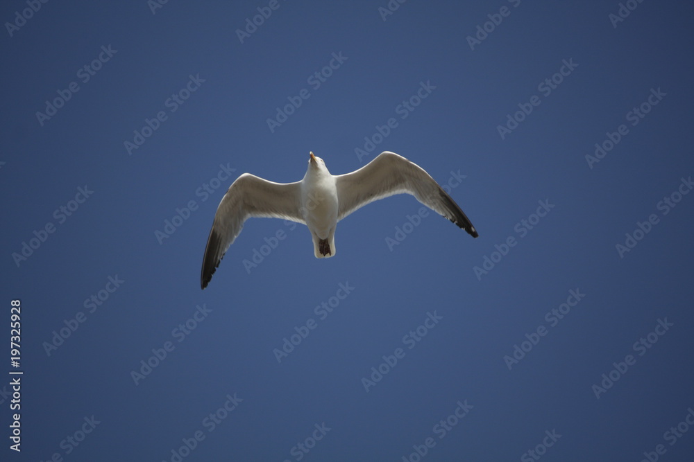 Obraz premium Seagull in flight