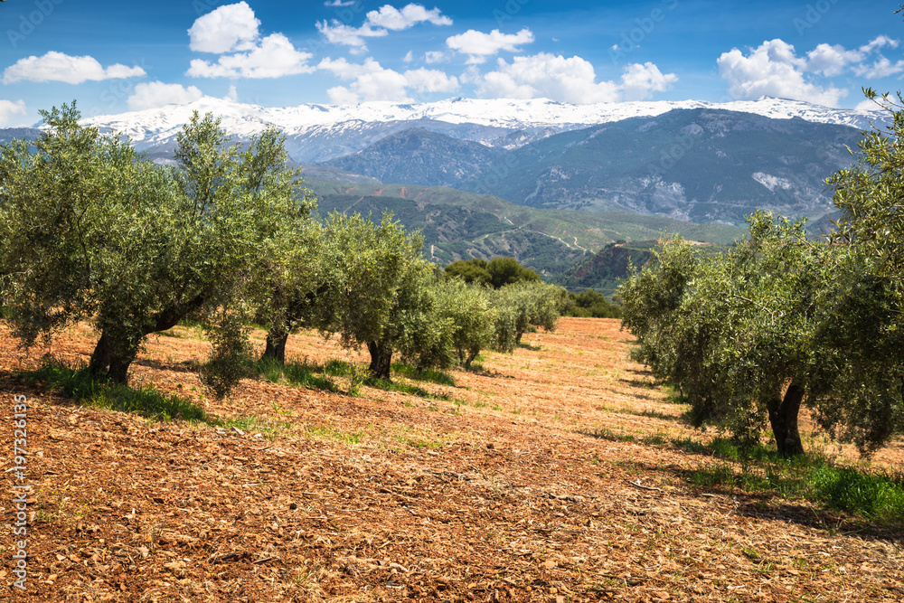 Beautiful valley with old olive trees in Granada, Spain