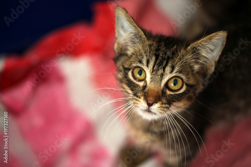  cute brown and black kitten stands on a cloth- animal portrait