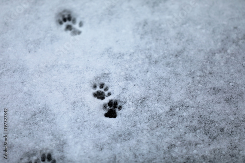 Fototapeta Naklejka Na Ścianę i Meble -  Katze Pfote Abdruck im Schnee
