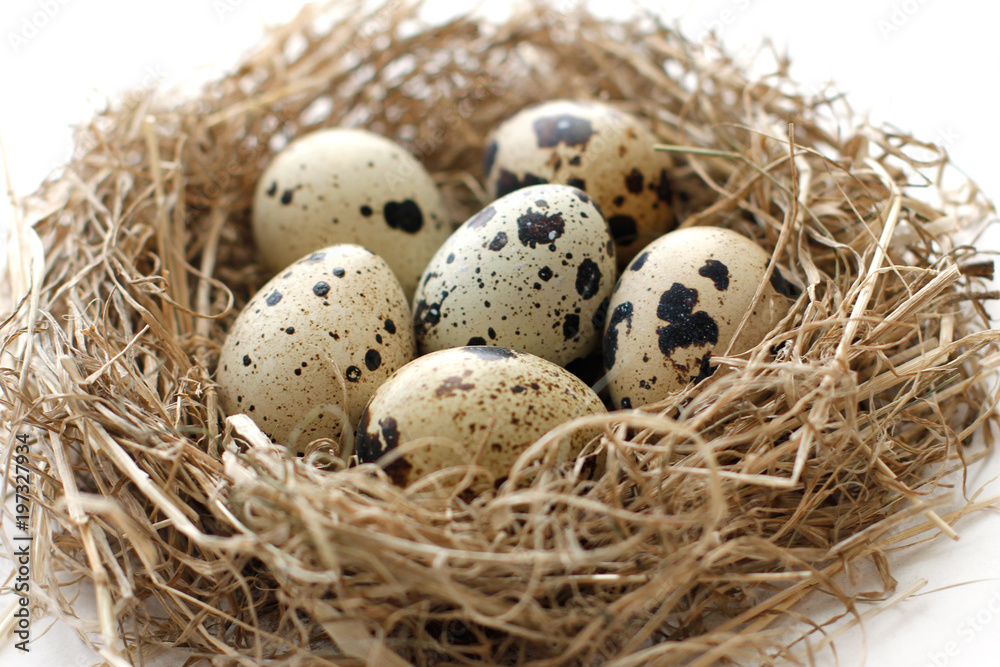 Quail eggs in nest from straw for Easter close-up