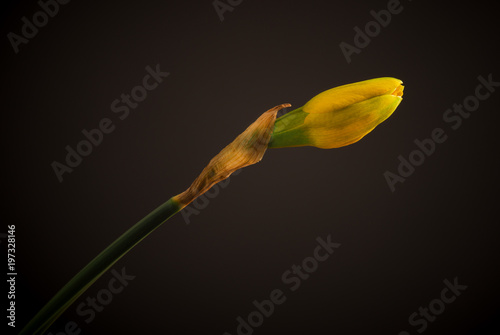 Fototapeta Naklejka Na Ścianę i Meble -  Beautiful daffodil close up