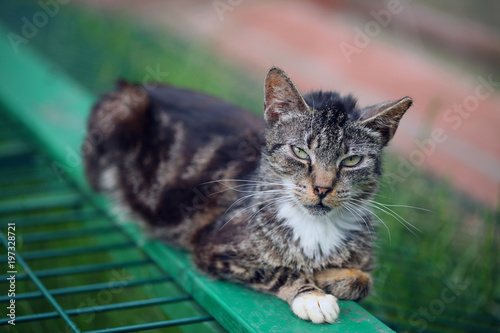 beautiful grey and white fluffy cat  sitting on a green wooden and metal box outside