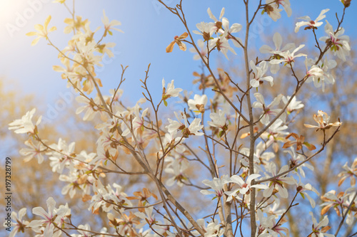 flowers on spring blossoming tree