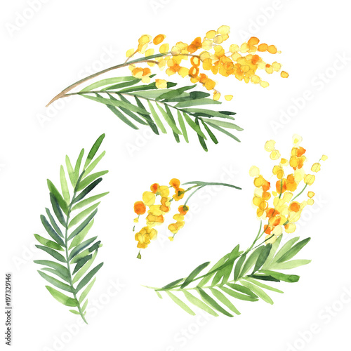 Set of watercolor mimosa flower isolate on white background. Flowers for wedding cards.