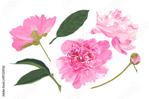 Set of peonies. Vector illustration. Watercolor style