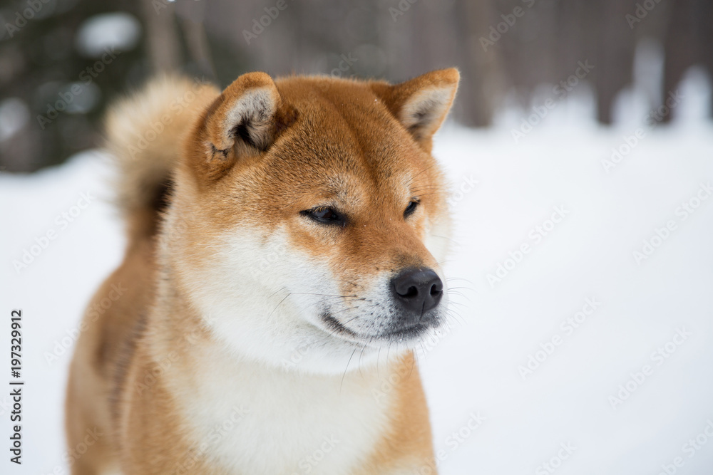 Profile Portrait of Red Shiba Inu Dog in the winter forest on snow background