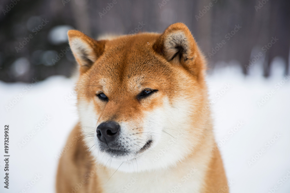 Close-up Portrait of Beautiful Shiba Inu Dog in the winter forest on snow and trees background