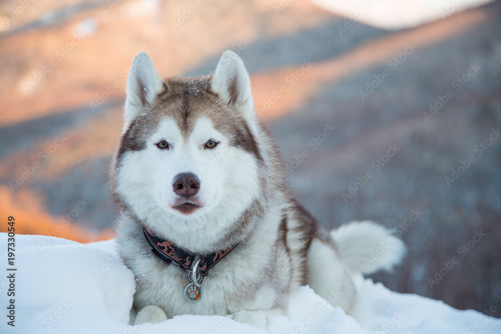 Close-up of free and prideful siberian husky looks like a king of the forest. Portrait of Husky dog liying is on the snow in winter forest at sunset on mountain background.