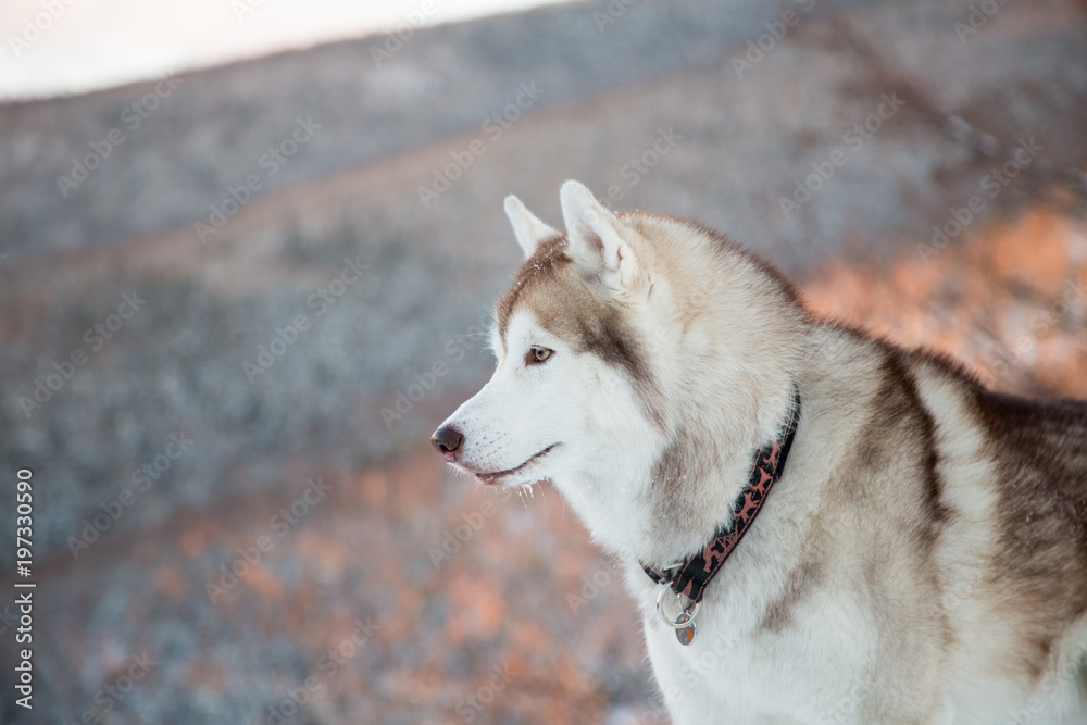 Close-up portrait of Husky dog standing in winter forest and looking to the mountains at sunset. Profile portrait of free Beige and White Siberian husky is on the snow on mountain background Close-up portrait of Husky dog standing in winter forest and looking to the mountains at sunset. Profile portrait of free Beige and White Siberian husky is on the snow on mountain background