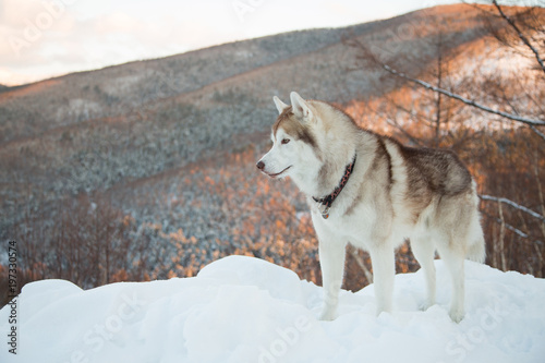 Portrait of Husky dog standing in winter forest and looking to the mountains at sunset. Profile portrait of free Beige and White Siberian husky is on the snow on mountain background