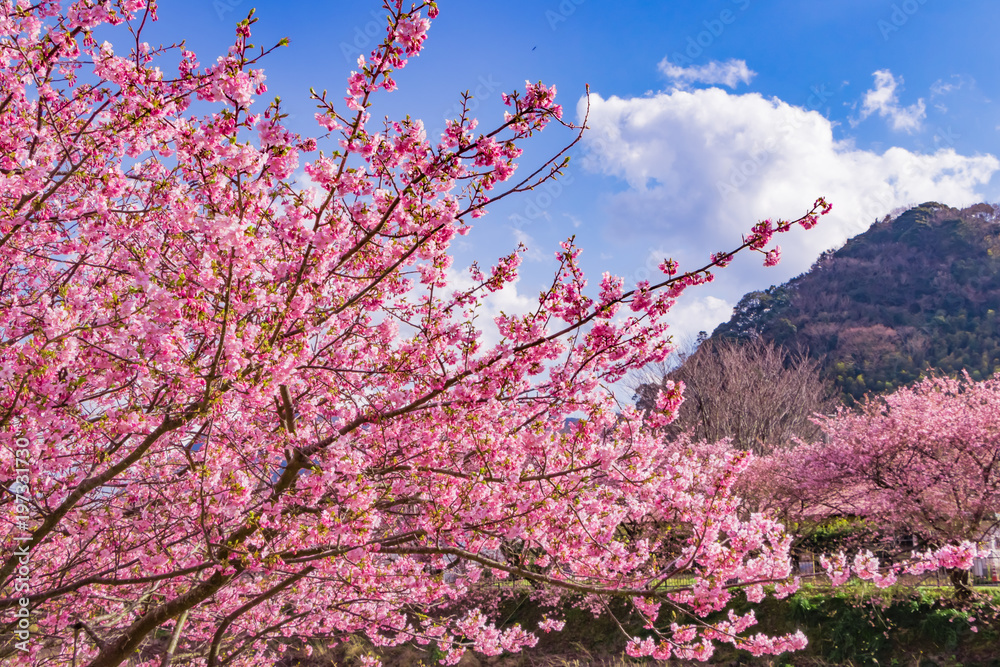 美しい河津桜のある風景 美しい河津桜のある風景