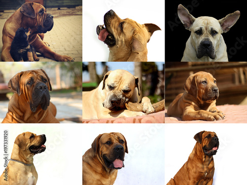 South African Boerboel - Boer Bulldog - Puppy and adult dog