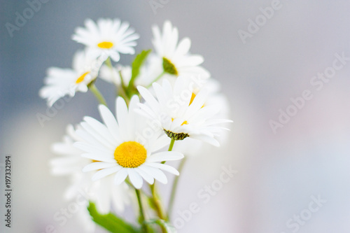 Close-up of White daisy flowers in the field in summer. Beautiful camomile is a symbol of family and love