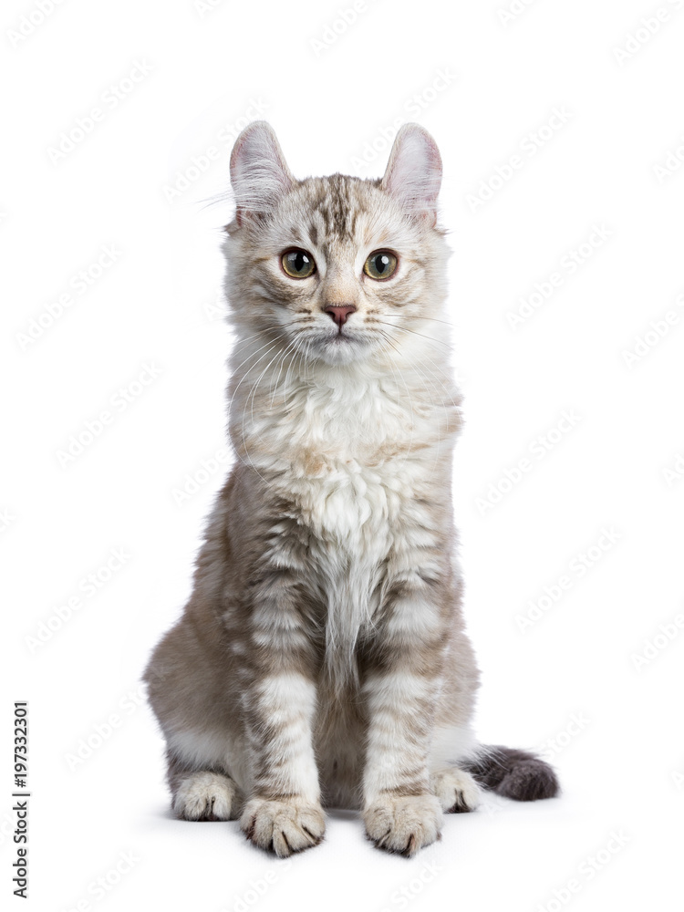 Chocolate silver tortie tabby American curl cat / kitten sitting straight up isolated on white background