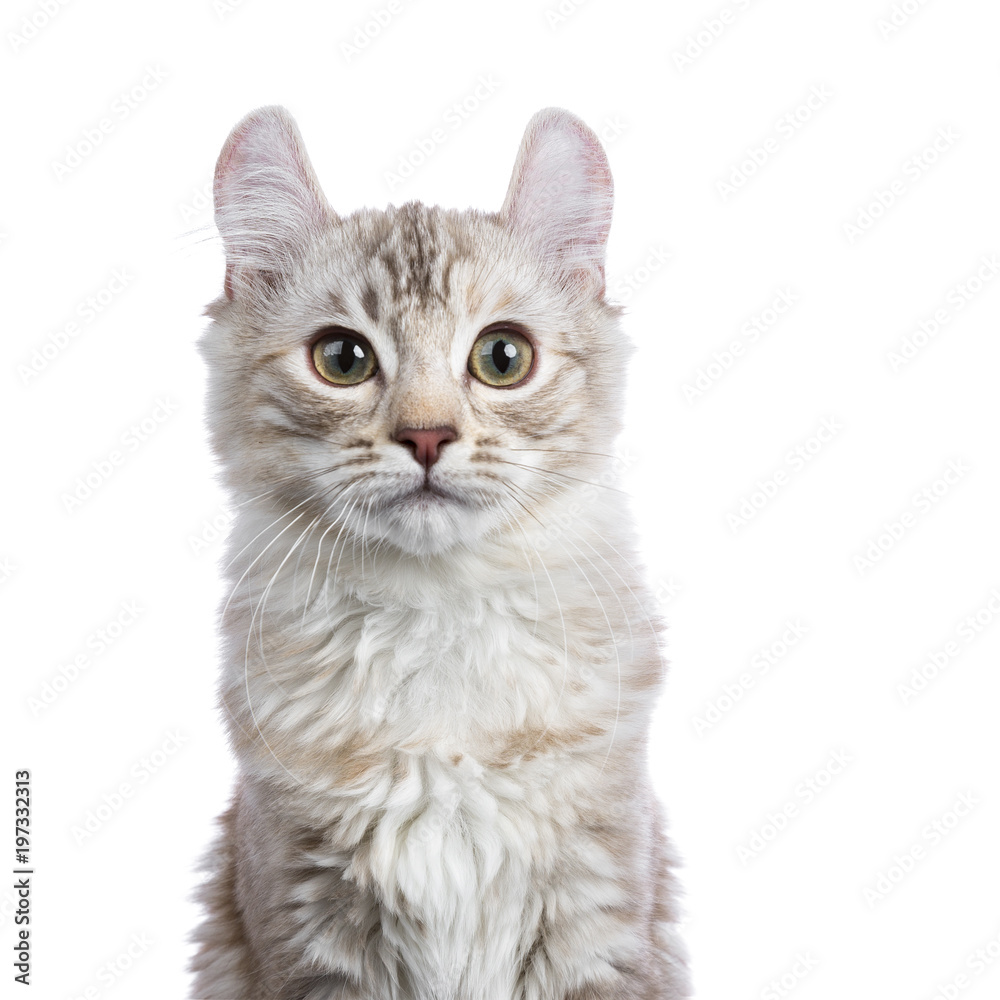 Head shot of Chocolate silver tortie tabby American curl cat / kitten  isolated on white background