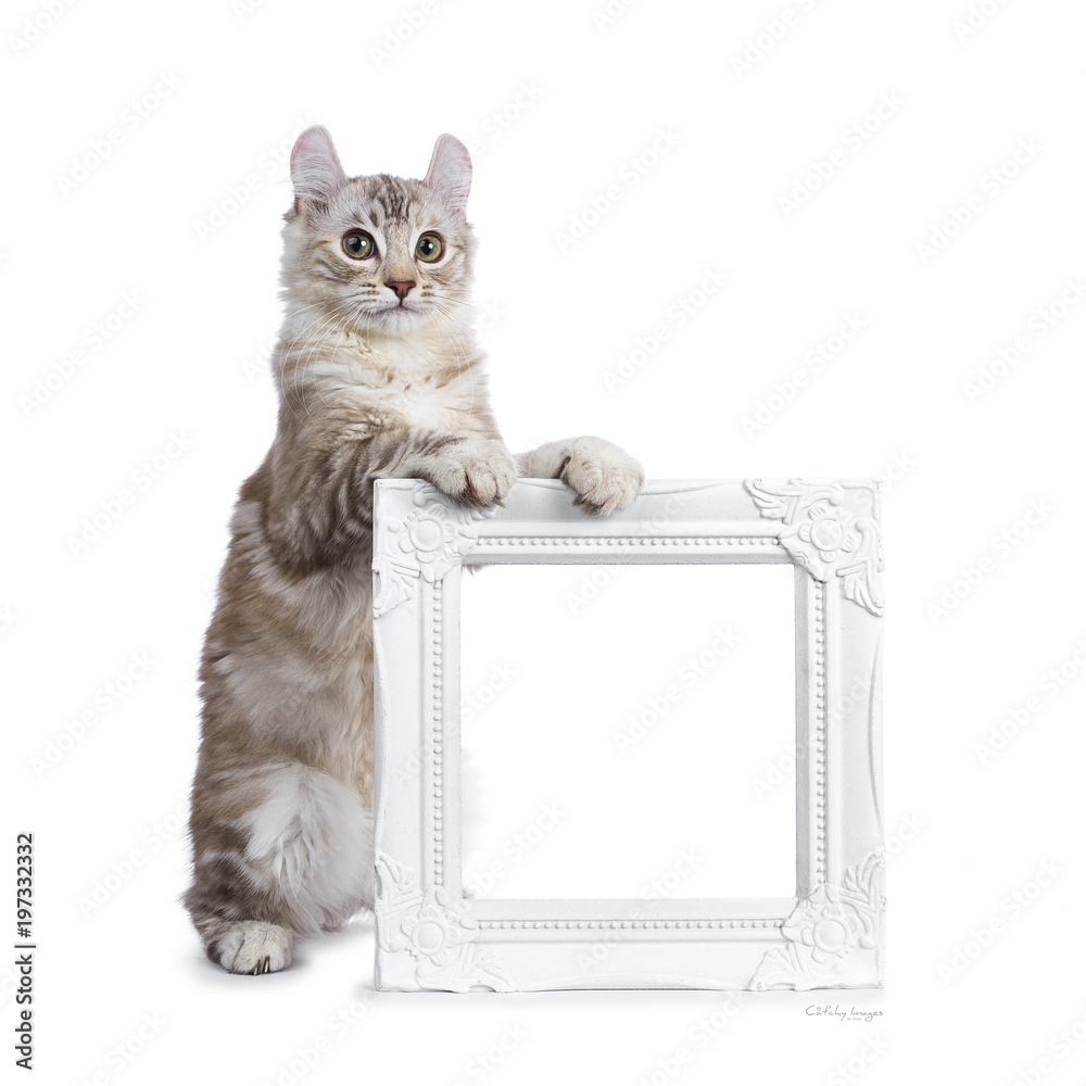 Chocolate silver tortie tabby American curl cat / kitten standing with front paws on white empty photo frame isolated on white background