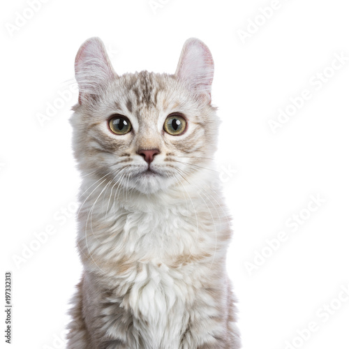 Head shot of Chocolate silver tortie tabby American curl cat / kitten isolated on white background