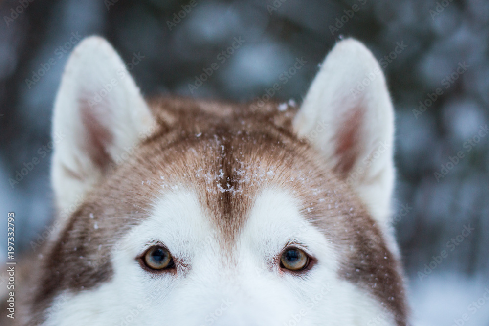 Naklejka premium Eyes and fluffy ears of Siberian husky in winter forest