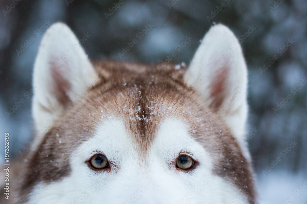 Eyes and fluffy ears of Siberian husky in winter forest