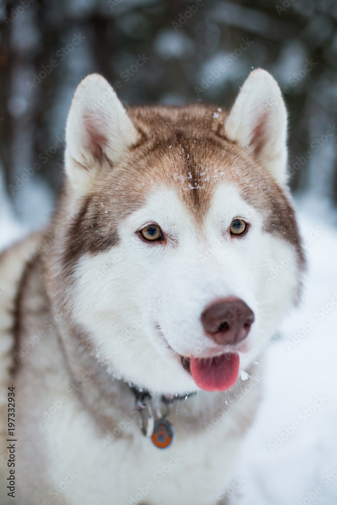 Portrait of siberian husky in winter forest