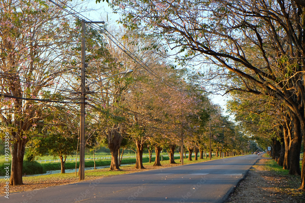 The road with Tabebuia trees on both left and right side with morning sunlight