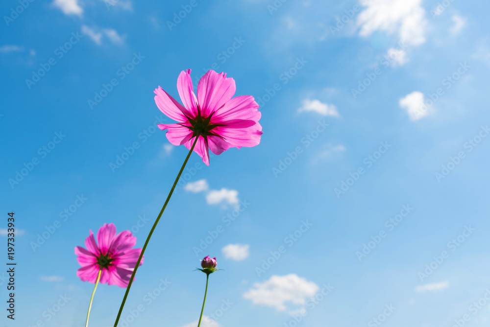 Beautiful pink cosmos flower face to sunrise with blue sky and white clouds background in field, copy space.