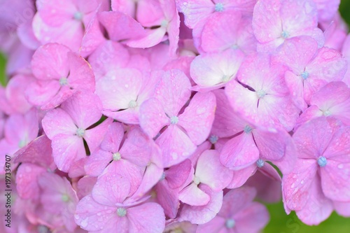 Macro texture of purple colored hydrangea flowers with water droplets