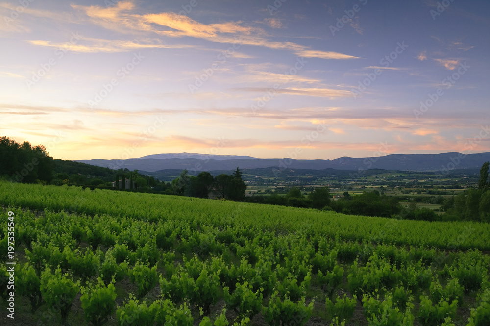 Vineyards near Lacoste Vaucluse Provence-Alpes Cote D Azur France