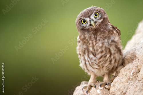 Young little owl (Athene noctua) stands near his hole.