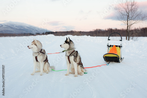Siberian husky dogs wait for their owner after sledding