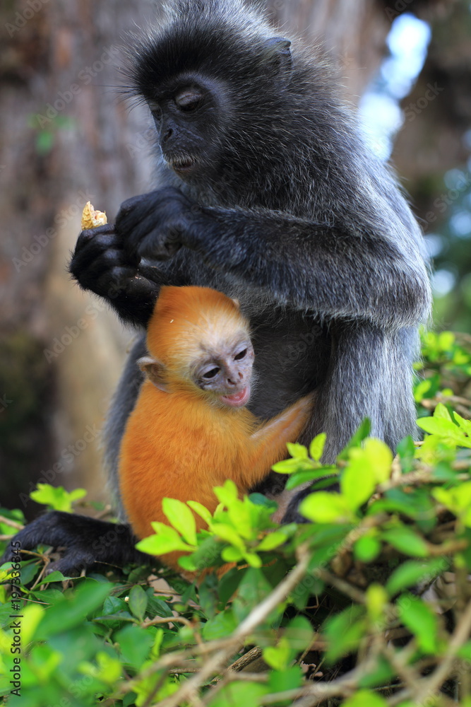 Orange Monkeys, Types of Orange-colored Monkeys