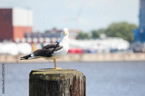 Billede på lærred Möwe sitzt auf Poller im Hafen Emden an der Nordsee