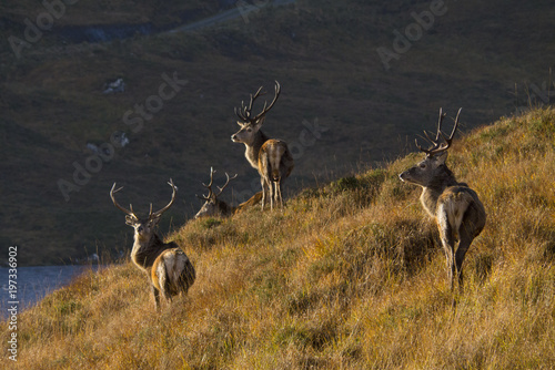 Red Deer Stags in the Scottish Highlands