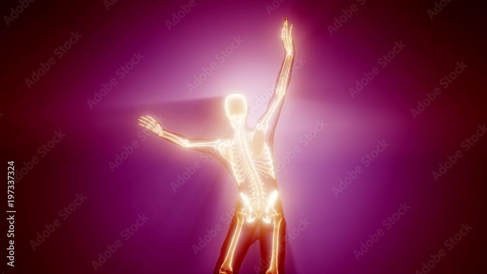 human skeleton radiography medical scan human skeleton radiography medical scan