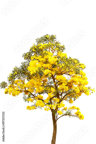 Silver trumpet tree, Tree of gold,Tabebuia aurea on white background