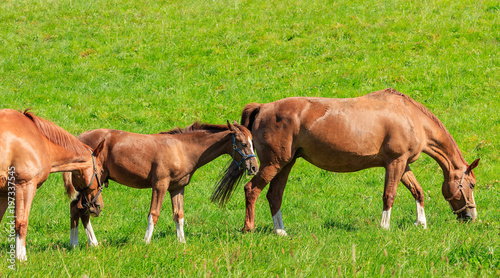 Swiss Warmblood horses
