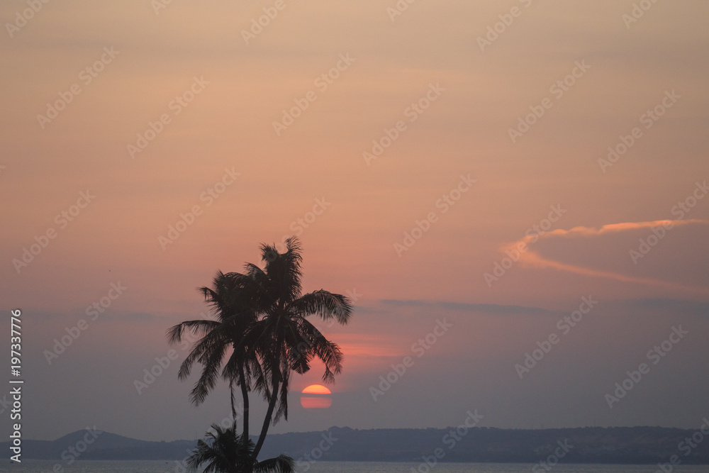 palm trees silhouette on sunset